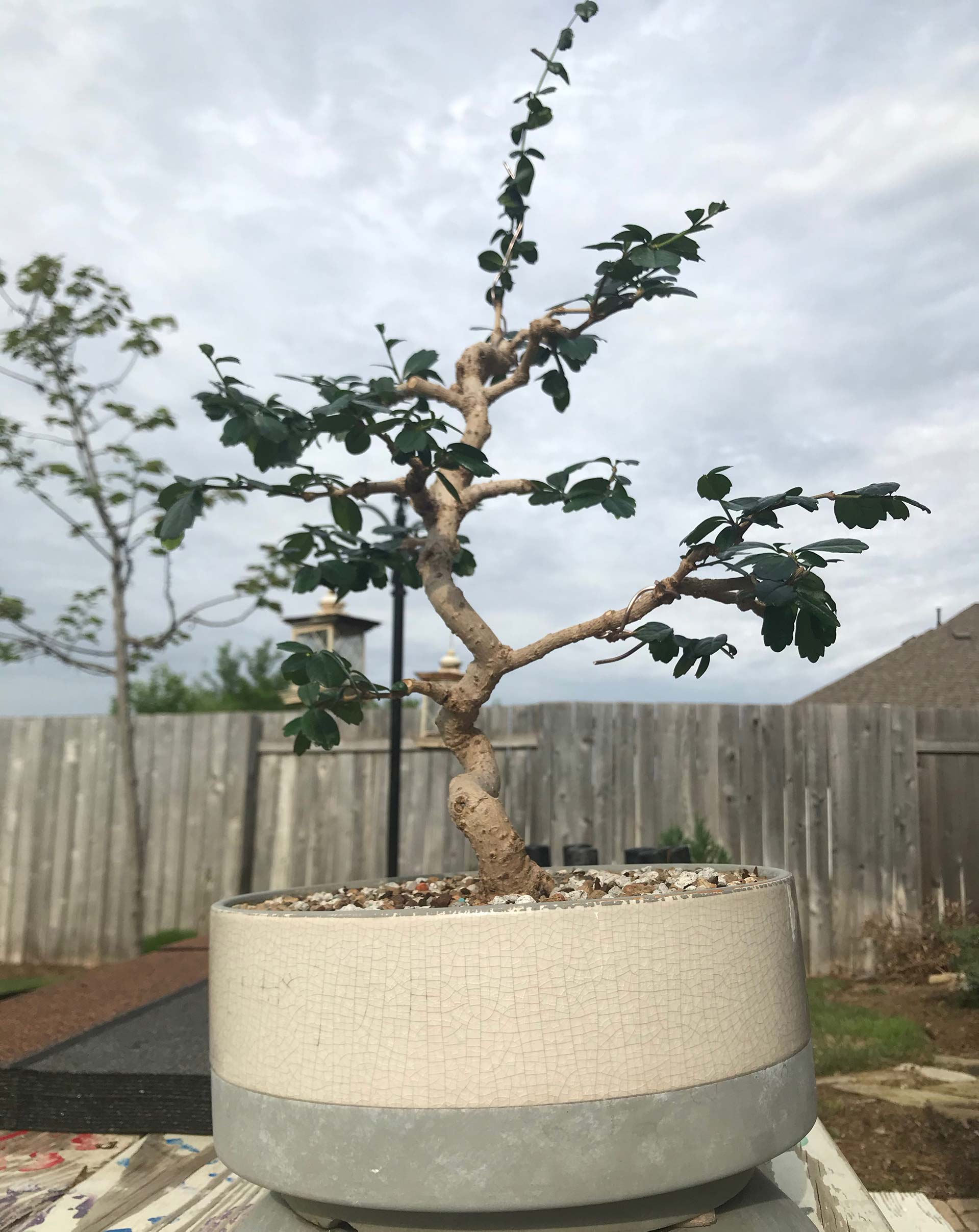 Bonsai Tree Image